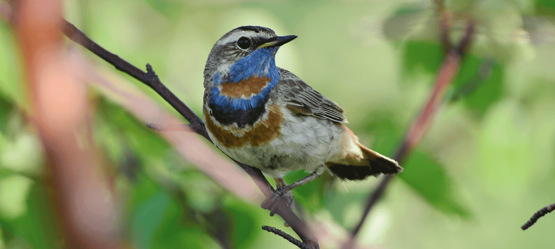 Птица варакушка