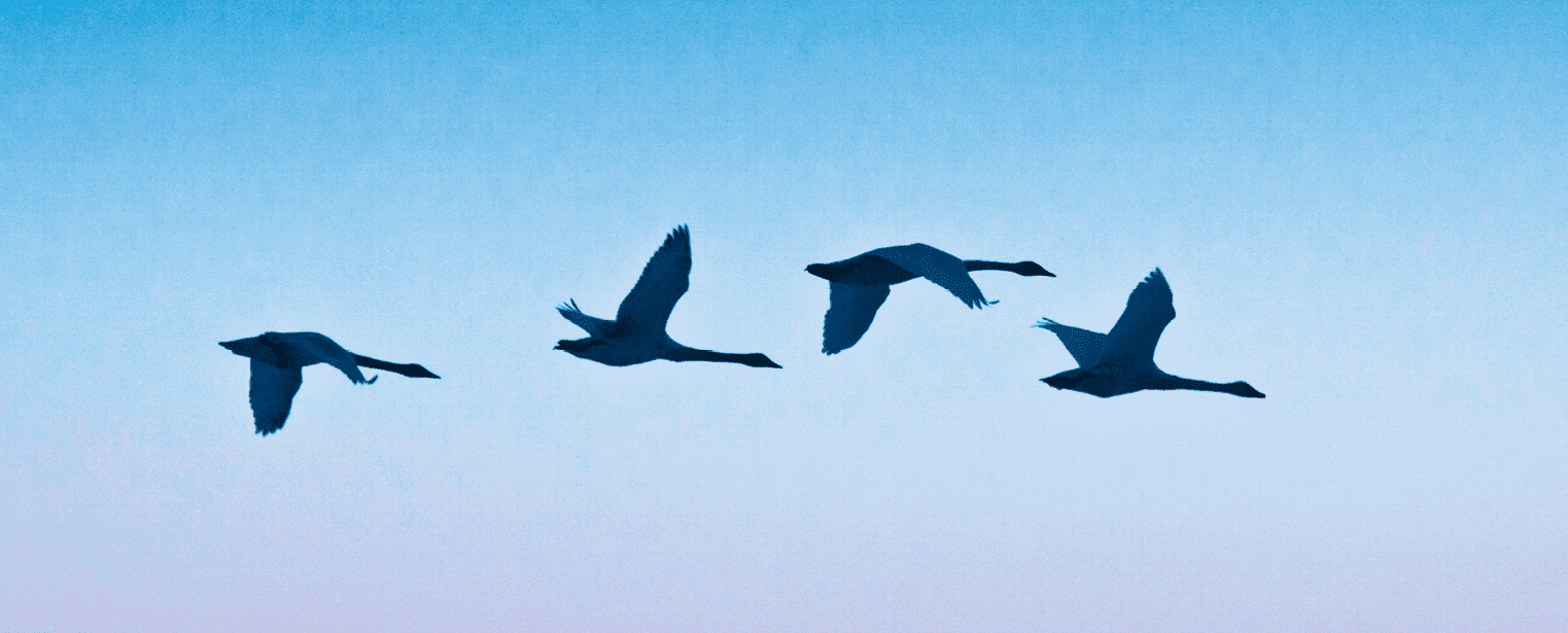 Птицы летят по небу